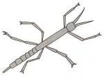 Stick insect