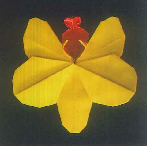 Phalaenopsis