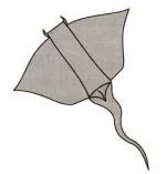 Stingray