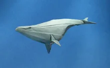 Humpback whale