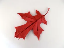 Scarlet oak leaf