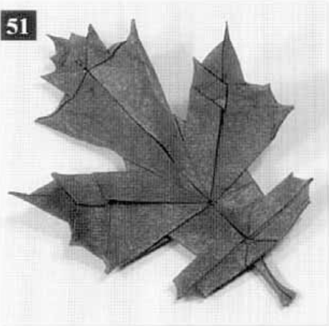 Scarlet oak leaf
