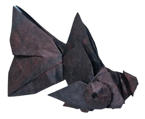 Blackmoor goldfish