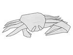 Fiddler crab