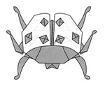Ladybug