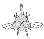 Dynastes Neptunus - flying