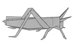 Locust