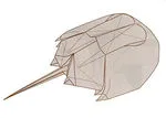 Horseshoe crab