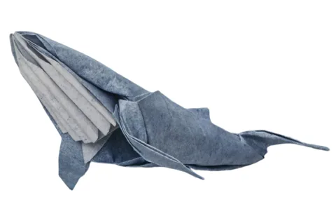 Humpback whale