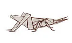 Longheaded locust