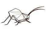 Leaf Katydid