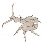 Violin beetle