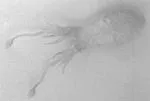 Squid (Sepia)
