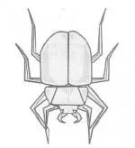 Lucanus hembra