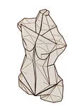 Torso
