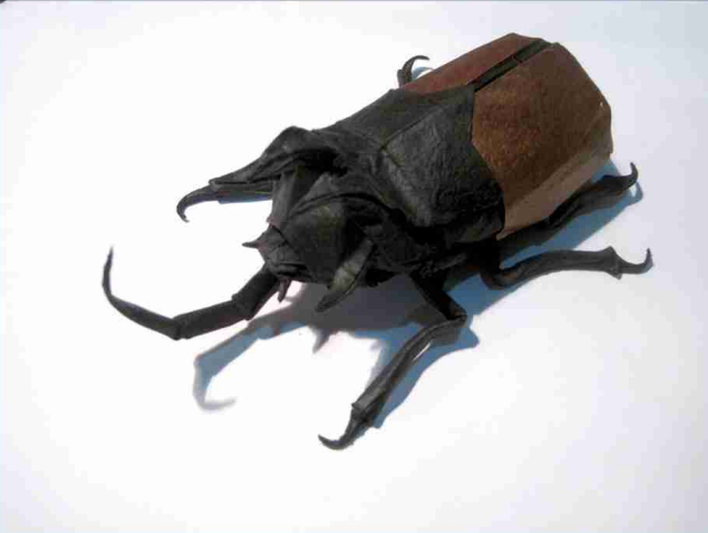 Eupatorus Gracilicornis