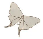 American luna moth