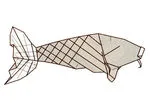 Koi