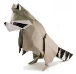 Raccoon