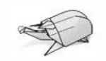 Beetle