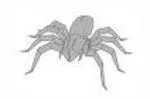 Wolf spider