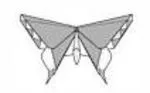 Butterfly - Alexander Aztec swallowtail