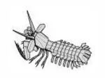 Mantis shrimp