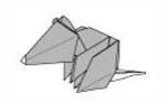 Rat 2