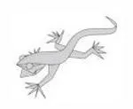 Lizard