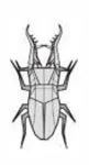 Giraffe Stag-Beetle (Prosopocoilus giraffa)