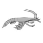 Shrimp