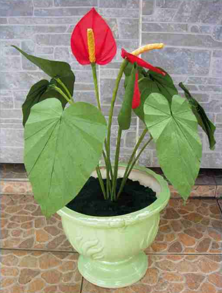 Anthurium andreanum