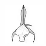 Orchid NT2