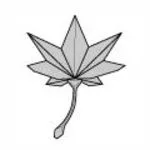 Japanese maple leaf