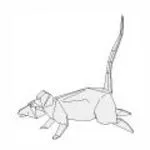 Rat 1.2