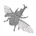 Samurai helmet beetle in flight