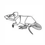 Rat