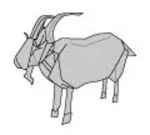 Wild goat