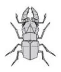 Lucanus maculifemoratus