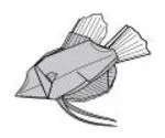 Gourami