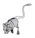 Pygmy jerboa