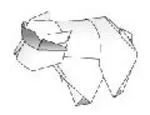 Spectacled bear