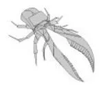 Darwin's beetle