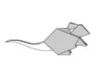 Rat