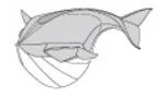 Whale