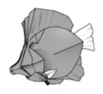 Purple tang