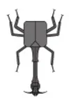 Giraffe weevil