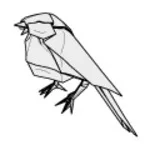 Barn swallow