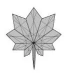 Fullmoon maple leaf