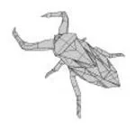 Giant Water Bug